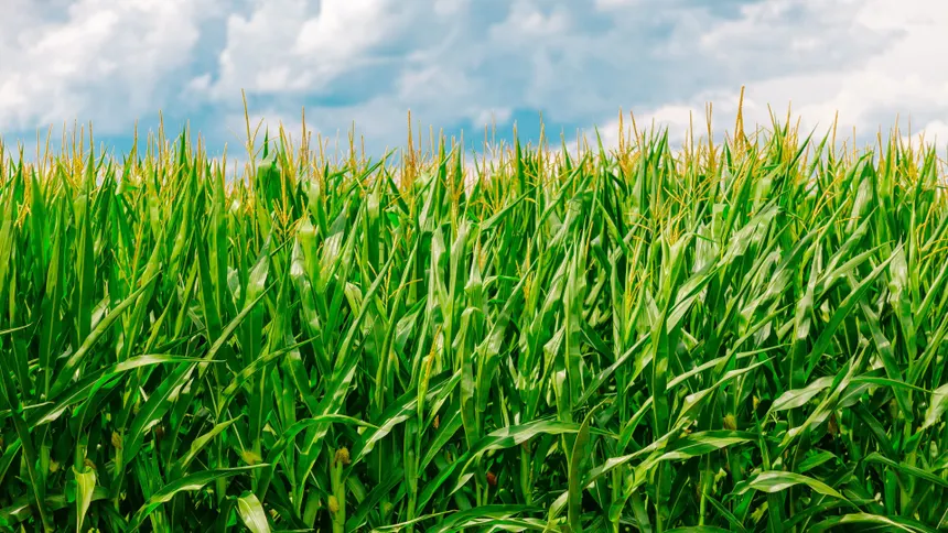 Fertilizer Sector